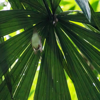 Carara - Northern ghost bat